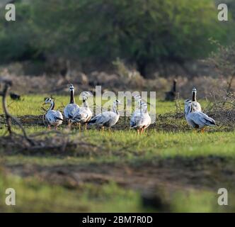 L'oie à tête de bar, UN régal visuel, UN oiseau emblématique fascinant qui continue à rouler dans leurs habitats naturels !! Banque D'Images