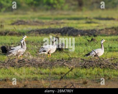 L'oie à tête de bar, UN régal visuel, UN oiseau emblématique fascinant qui continue à rouler dans leurs habitats naturels !! Banque D'Images