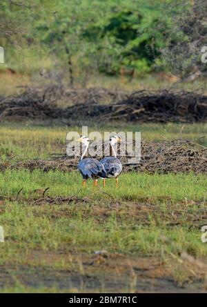 L'oie à tête de bar, UN régal visuel, UN oiseau emblématique fascinant qui continue à rouler dans leurs habitats naturels !! Banque D'Images