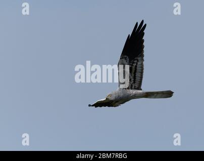 Montagu's Harrier ( Circus pygargus ) adulte homme volant - printemps, ciel bleu naturel fond Banque D'Images