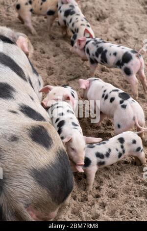 les petits cochons qui allaitent Banque D'Images