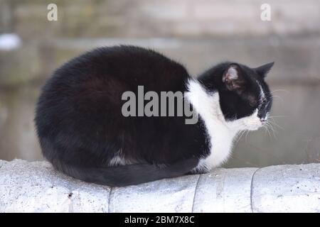 Chat noir et blanc Banque D'Images