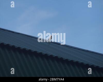 Un Wagtail est situé sur le toit d'un bâtiment. Un petit oiseau gris. Animal sauvage. Banque D'Images