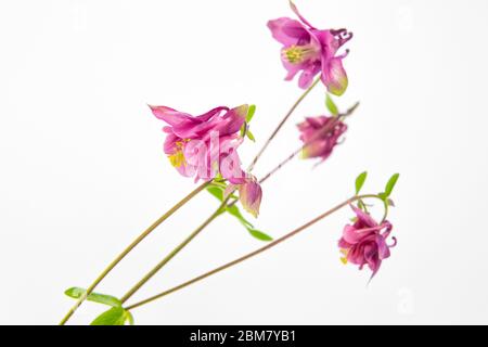 Aquilegia vulgaris ou Granny's Bonnet avec fond blanc. Banque D'Images