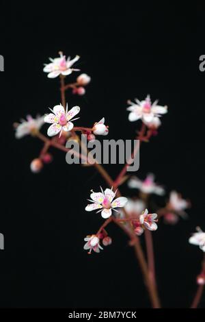 Gros plan de la plante de fierté de Londres en fleur. Banque D'Images