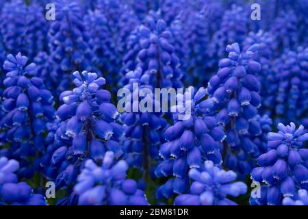 grappe de fleurs de jacinthe de raisin dans un jardin extérieur Banque D'Images