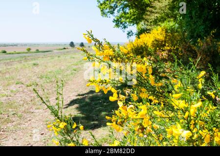 Balai, Cytisus scovarius, croissant sur une marge de champ de Norfolk. Banque D'Images