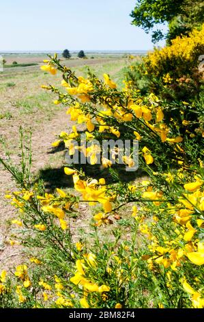 Balai, Cytisus scovarius, croissant sur une marge de champ de Norfolk. Banque D'Images