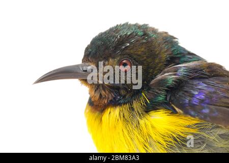 Sunbird à gorge brune (Anthreptes malacensis) isolé sur fond blanc Banque D'Images