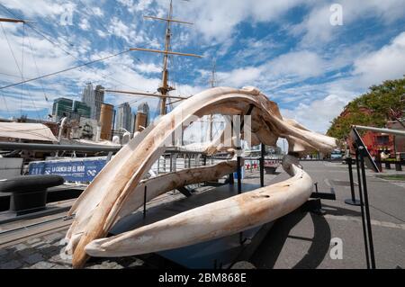 Buenos Aires, Argentine - octobre 27 2010 : squelette d'une énorme baleine dans les rues de Puerto Madero. Banque D'Images