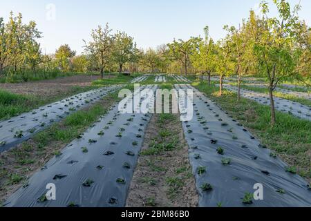 Des rangées de fraises sous l'agrofibre dans le jardin Banque D'Images