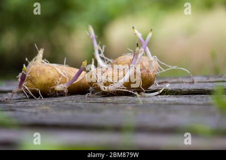 Pommes de terre germées sur une table en bois, orientation horizontale Banque D'Images