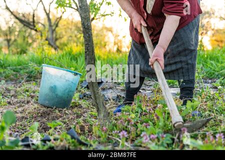 Femme âgée qui hante le sol de jardin potager, nouvelle saison de croissance sur la ferme biologique. Banque D'Images