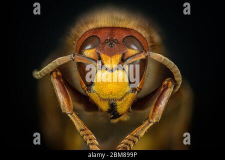 très proche super vue macro d'un visage hornet européen (vespa crabro) sur fond noir Banque D'Images