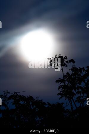 Wimbledon, Londres, Royaume-Uni. 7 mai 2020. Les arbres sont silhouettés par la pleine lune montante, brumeux en raison de nuages de haut niveau. Crédit: Malcolm Park/Alay Live News Banque D'Images