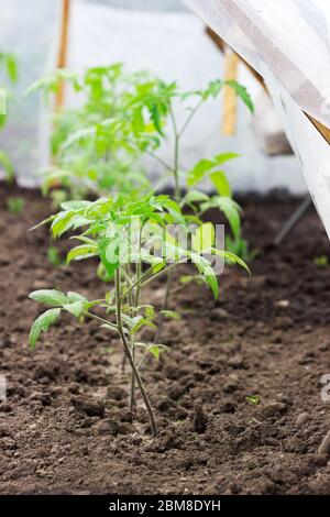 Plants de tomates dans une serre à la maison en polyéthylène. Banque D'Images