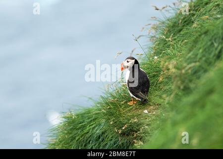 Célèbre oiseau faroois - puffin sur le bord de la côte herbacée de l'île de Féroé Mykines dans l'océan Atlantique. Îles Féroé, Danemark. Photographie animale Banque D'Images