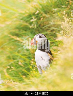 Célèbre oiseau faroois - puffin sur le bord de la côte herbacée de l'île de Féroé Mykines dans l'océan Atlantique. Îles Féroé, Danemark. Photographie animale Banque D'Images