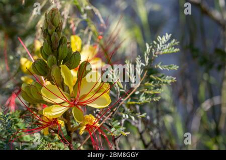 'Oiseau de paradis' (Caesalpinia Gilliesii): Buisson ornementale exotique de fleurs jaunes avec de longues étamines rouges Banque D'Images