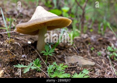 Champignon lamélaire sur la pelouse au printemps. Petit champignon vu d'en dessous (lamelles visibles du champignon). Banque D'Images