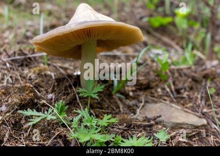 Champignon lamélaire sur la pelouse au printemps. Petit champignon vu d'en dessous (lamelles visibles du champignon). Banque D'Images