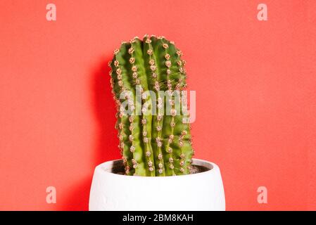 Le cactus pousse dans un pot blanc en céramique. Cactus vert avec des pointes sur fond rouge. Gros plan d'un cactus Banque D'Images