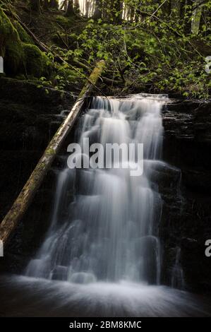 La centrale de trois petites cascades sur le Nant Bwrefwr entre la cascade et l'automne principal. Banque D'Images