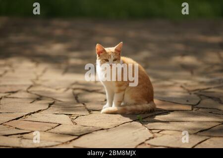 Joli portrait de chat blanc gingembre en plein air, assis sur le sol en pierre, regarde dans la distance, vue latérale Banque D'Images