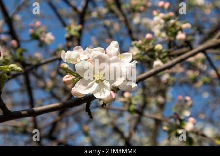 Le cultivar de pomme Calville blanc (blanc d'hiver Calville) grande fleur de fleur proche. Pomme printemps blanc délicat fleurs roses dans le jardin avec vert Banque D'Images