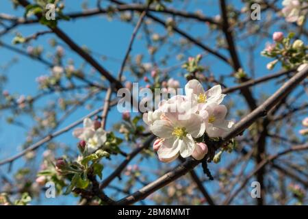 Les branches de la fleur de cultivar de Calville blanc (blanc d'hiver Calville). Pomme printemps délicat blanc fleurs roses fleurissent dans le jardin avec le gros plan Banque D'Images