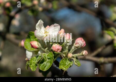 Le cultivar de pomme Calville blanc (blanc d'hiver Calville). Pomme printemps blanc délicat fleurs roses avec bourgeons fleur dans le jardin proche wi Banque D'Images