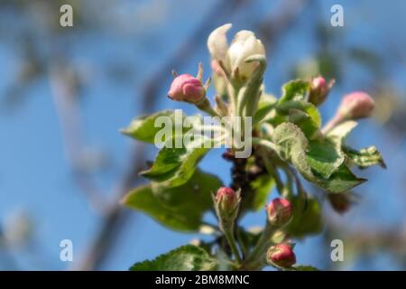 Le cultivar de pomme Calville blanc (blanc d'hiver Calville). Pomme printemps blanc délicat fleurs roses bourgeons dans le jardin gros plan avec le le vert Banque D'Images