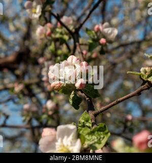 Les bourgeons aux pommes Calville blanc (blanc d'hiver Calville) détaillent la fleur. Pomme printemps blanc délicat fleurs roses fleurissent dans le jardin gros plan avec gre Banque D'Images