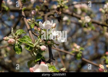 Le cultivar de pomme Calville blanc (blanc d'hiver Calville). Pomme printemps blanc délicat fleurs roses fleurissent dans le jardin gros plan avec le vert l Banque D'Images