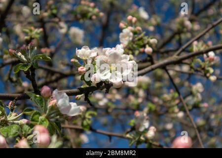 Le cultivar de pomme Calville blanc (blanc d'hiver Calville). Pomme printemps blanc délicat fleurs roses fleur dans le jardin couleurs vives proche- Banque D'Images