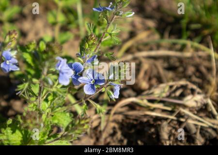 Printemps délicat fleurs bleues fleurissent, botan sauvage gros plan avec des feuilles vertes et un arrière-plan flou. Banque D'Images