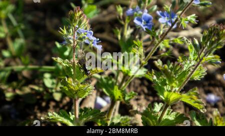 Fourmis volant, les alates se plaissent sur des fleurs bleues délicates du printemps, la vie sauvage macro avec des feuilles vertes et un arrière-plan flou. Banque D'Images