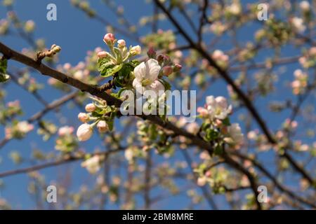 Calville blanc (blanc hiver Calville) fleur de cultivar de pomme. Pomme printemps blanc délicat fleurs roses fleurissent dans le jardin gros plan avec bleu vif Banque D'Images