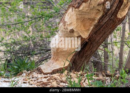 Grand arbre mâché mangé par les castors dans la forêt sauvage de printemps près de la rive. Dégâts causés par des animaux sauvages Banque D'Images