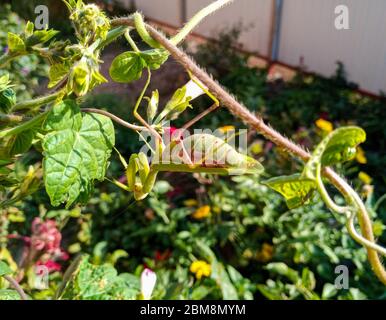 mantis femelle, une mante d'insecte prédatrice sur une plante verte. Banque D'Images