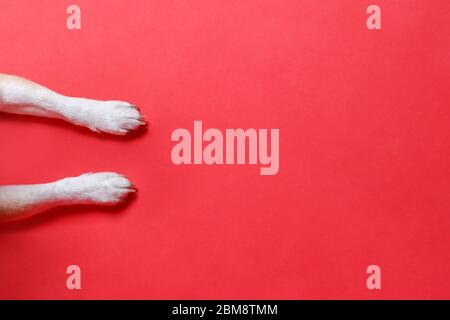 Gros plan des pattes blanches d'un chien, isolées sur fond rouge, placer pour la bannière, copier l'espace. Vue de dessus du pied de chien. Banque D'Images