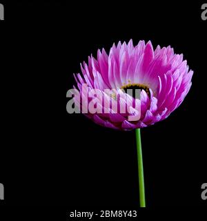 Une seule Marguerite rose australienne éternelle sur fond noir. Également connu sous le nom de pâquerettes en papier. Banque D'Images