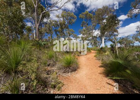 Sentier de randonnée dans le Bush à South Ledge, près de Kalamunda, Australie occidentale Banque D'Images