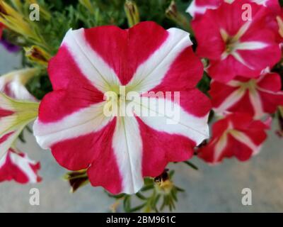 Belle fleur pétunia bicolore en forme d'étoile rose et blanche Banque D'Images