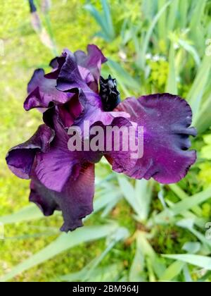 Fleur de l'iris barbu, violet foncé, plante vivace Banque D'Images