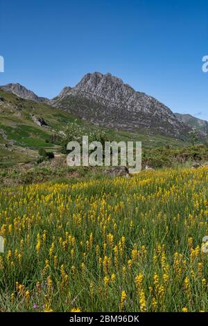 Fleurs sauvages au-dessous de Tryfan, Ogwen Valley, parc national de Snowdonia, pays de Galles du Nord, Royaume-Uni Banque D'Images