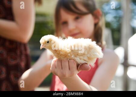 Une famille a du plaisir à examiner les nouveaux poussins qu'ils ont eu pour leur coup d'état de poulet de cour Banque D'Images