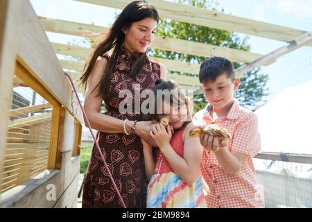 Une famille a du plaisir à examiner les nouveaux poussins qu'ils ont eu pour leur coup d'état de poulet de cour Banque D'Images