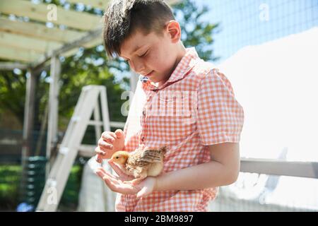 Une famille a du plaisir à examiner les nouveaux poussins qu'ils ont eu pour leur coup d'état de poulet de cour Banque D'Images