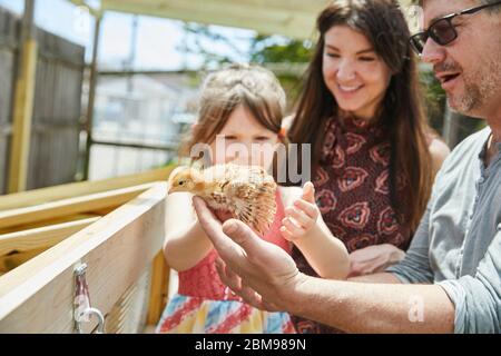 Une famille a du plaisir à examiner les nouveaux poussins qu'ils ont eu pour leur coup d'état de poulet de cour Banque D'Images